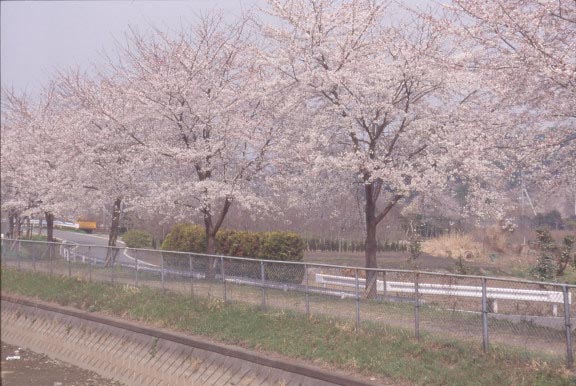 春は桜の名所となる見沼代用水縁。
