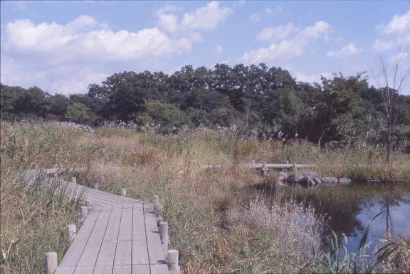 夏から秋にかけての見沼はトンボ達のパラダイスでもあります。