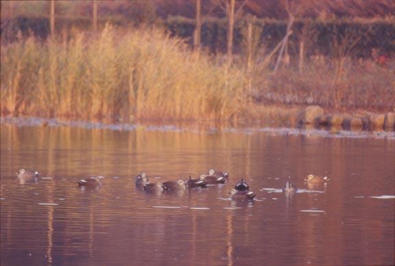 見沼の水は野鳥達を優しく見守っています。